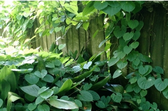 Biocontrol Program