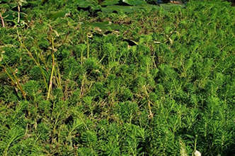 Plant Biology and Issues