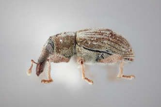 Biological Control