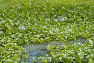 Biocontrol