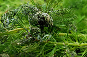 Biological Control
