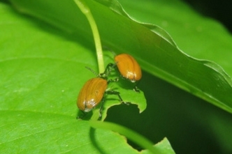 Leaf Beetle