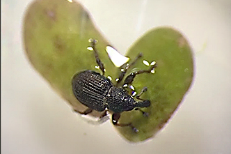 Biological Control