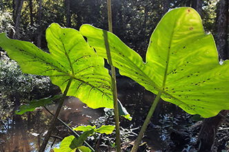 Fortuitous Biological Control