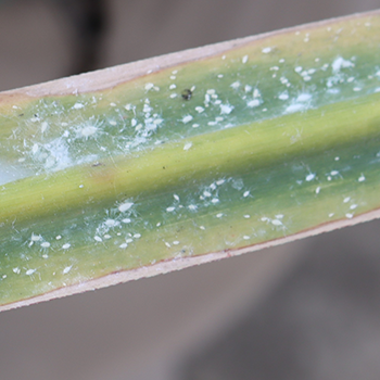 Pasture Mealybug