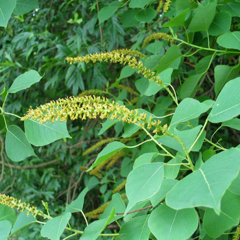 Chinese Tallow Tree