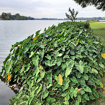 Elephant Ear or Taro