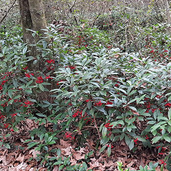 Coral Ardisia