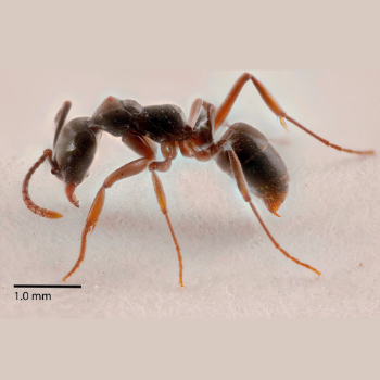 Asian Needle Ant