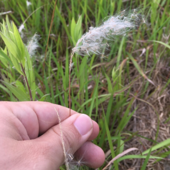 Cogongrass