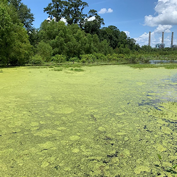 Duckweeds