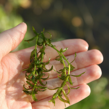 Hydrilla