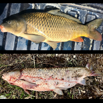 Carp