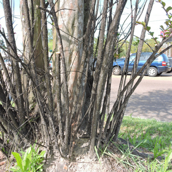 Crape Myrtle Bark Scale