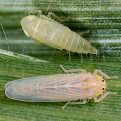 Corn Leafhopper