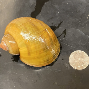 Apple Snails