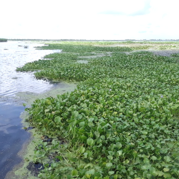 Water Hyacinth