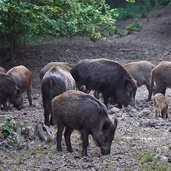 Feral Swine