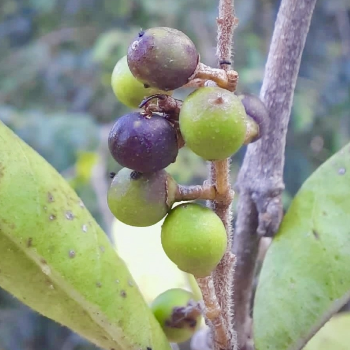 Chinese Privet
