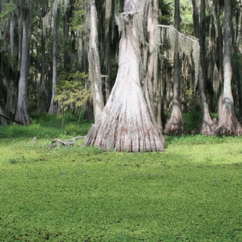 Giant Salvinia