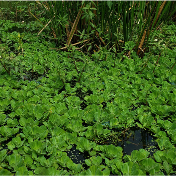 Water Lettuce