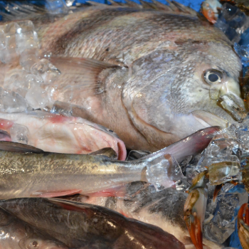 Seafood Processing Demonstration Lab