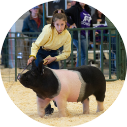 Swine