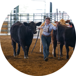 Beef Cattle