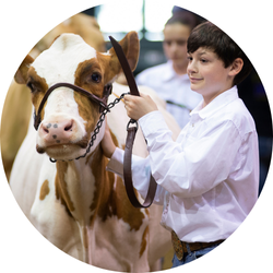 Dairy Cattle