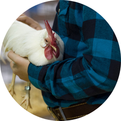 Poultry