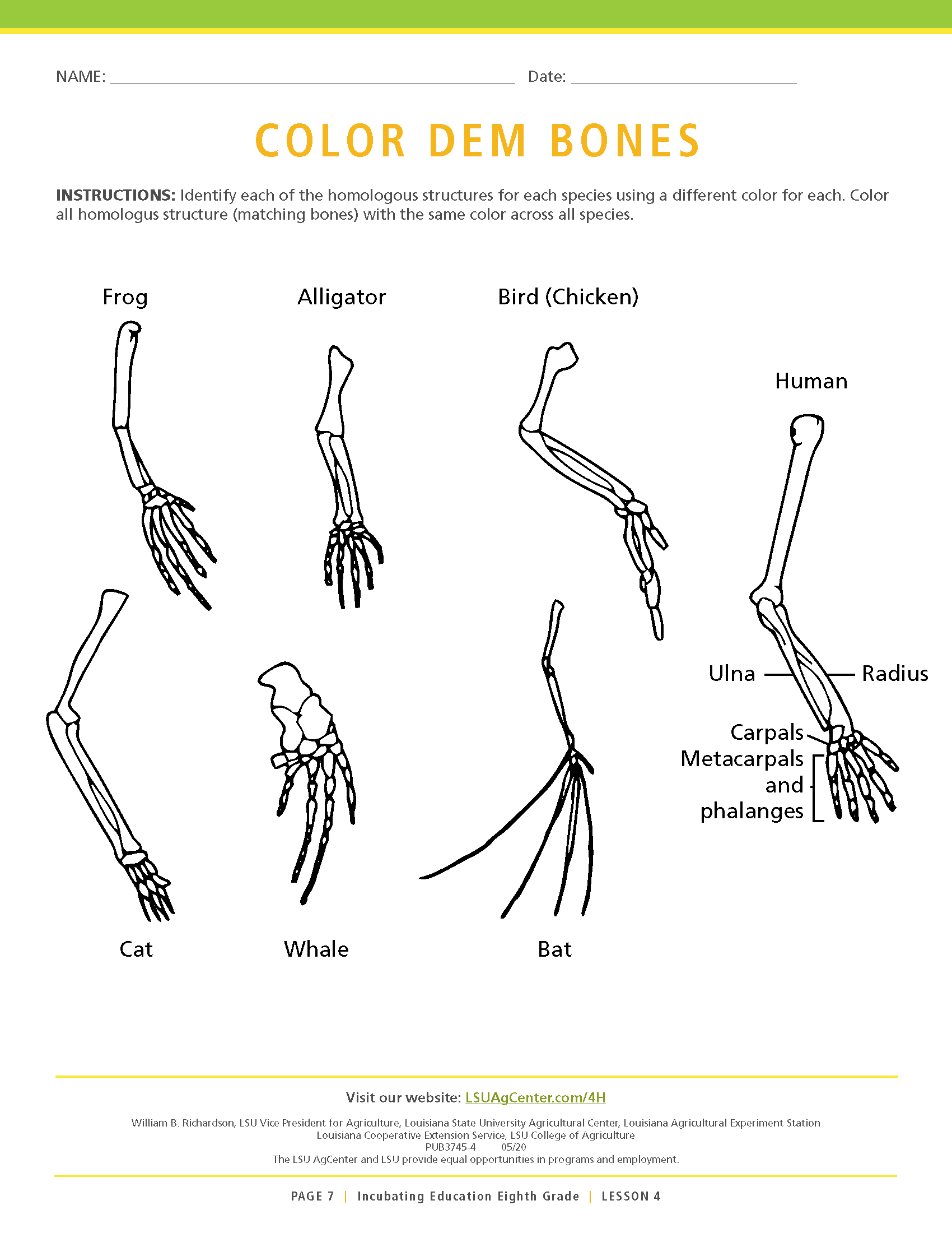 Incubating Education Lesson Color Dem Bones.png thumbnail