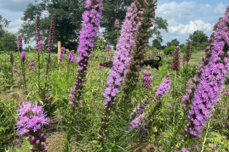 Herbaceous