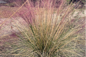Grasses