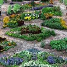 Become a Louisiana Master Gardener