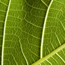 Plant Diagnostic Center