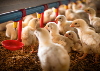 Poultry Biosecurity Update