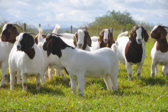 Grazing School