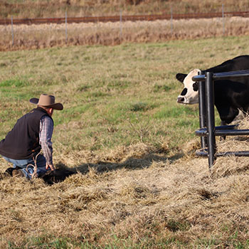 Beginner Cattleman Program