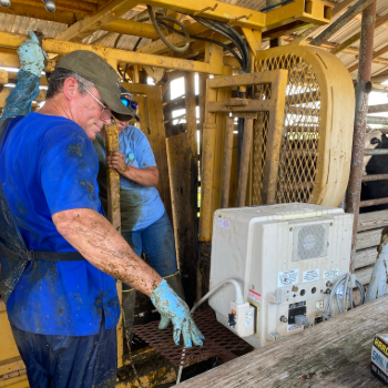 Cattle Pregnancy Determination Clinic