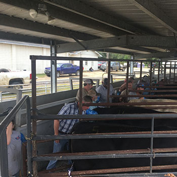 Artificial Insemination School