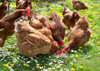 Backyard Poultry Newsletter