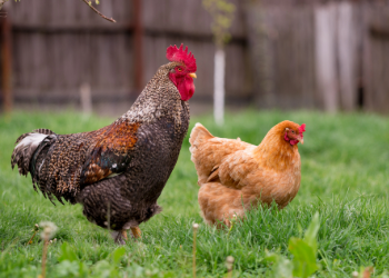 Louisiana Poultry Updates
