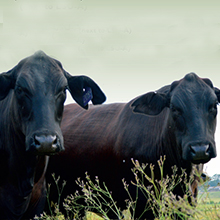 Advanced Master Cattleman Program