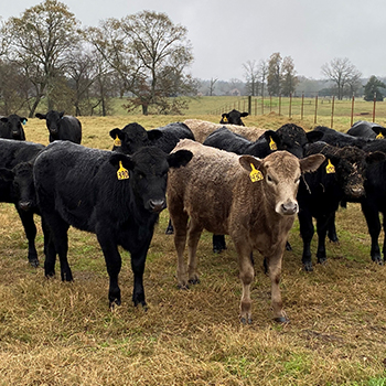 Geaux Beef: Heifer Development Program
