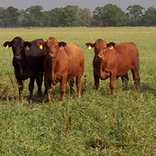 Master Cattleman Program