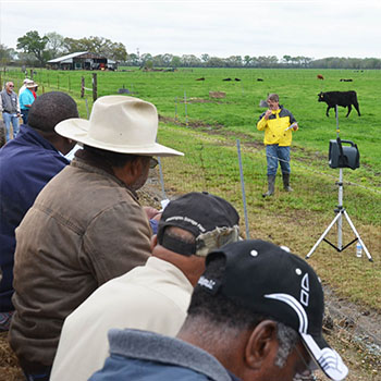 Beef Cattle and Forage Field Days