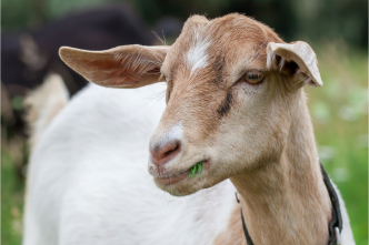 Master Goat