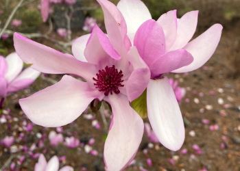 Horticulture Hints