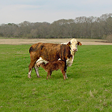Livestock Multimedia