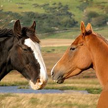 Animal Health